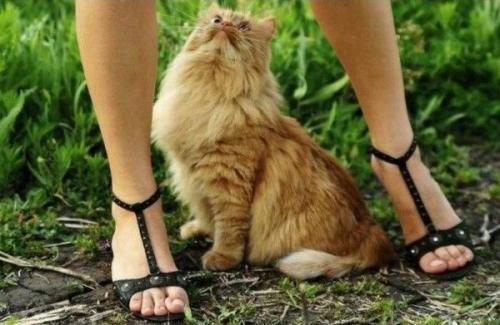 Ножки и кот :)